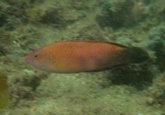 Austrolabrus maculatus