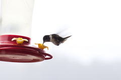 Selasphorus scintilla