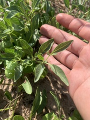 Physalis pumila hispida