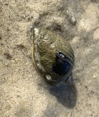 Nassarius pullus