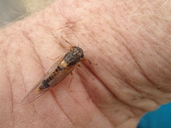 Yoyetta landsboroughi