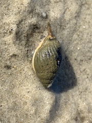 Nassarius pullus