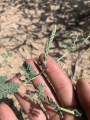 Dalea lanata