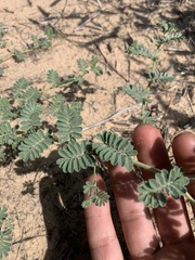 Dalea lanata