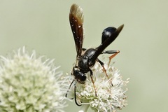 Isodontia auripes