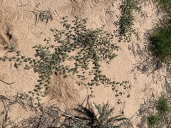 Dalea lanata