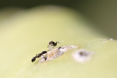 Monomorium ergatogyna