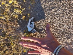 Lagomorpha