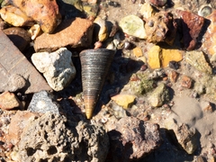 Telescopium telescopium