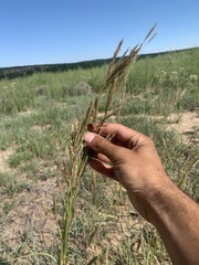 Andropogon hallii