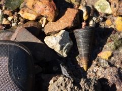 Telescopium telescopium