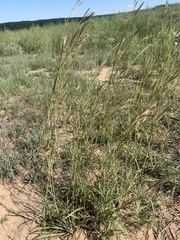 Andropogon hallii