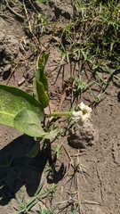 Jaborosa integrifolia