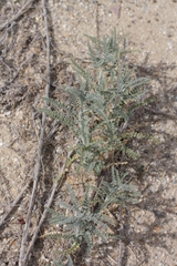 Astragalus brauntonii