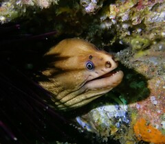 Gymnothorax prasinus