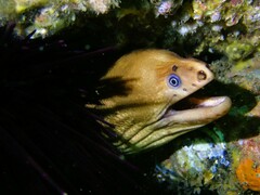 Gymnothorax prasinus