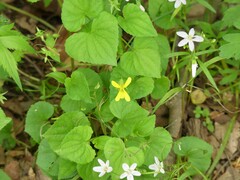 Viola pubescens