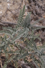 Astragalus brauntonii