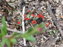 Cladonia floerkeana