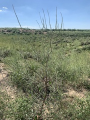 Amaranthus arenicola