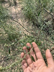 Amaranthus arenicola