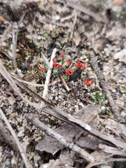 Cladonia floerkeana