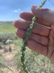 Amaranthus arenicola