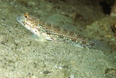 Istigobius hoesei