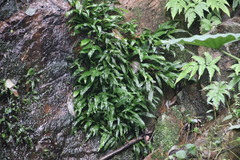 Leptochilus pteropus