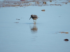 Tringa brevipes