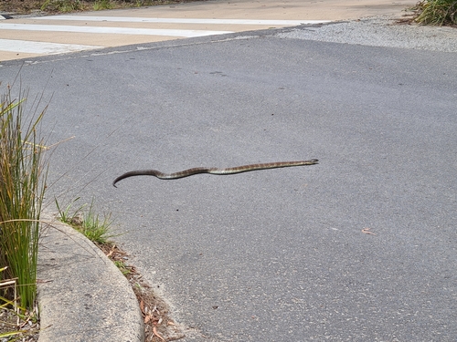 Tiger Snake sighting