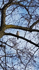 Accipiter