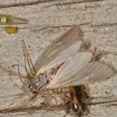 Acentria ephemerella