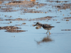 Tringa brevipes