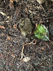 Gymnopus brassicolens