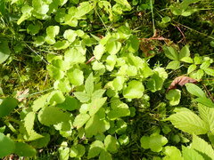 Hydrocotyle americana