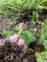 Gymnopus brassicolens