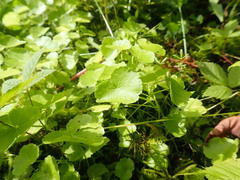 Hydrocotyle americana