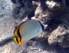 Chaetodon vagabundus