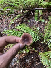 Gymnopus brassicolens