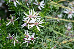 Olearia glutinosa