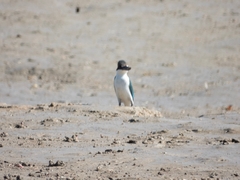 Todiramphus sordidus