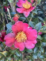 Camellia sasanqua