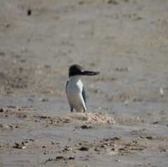 Todiramphus sordidus