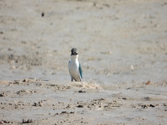 Todiramphus sordidus