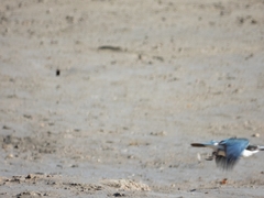 Todiramphus sordidus