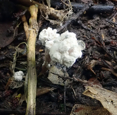 Cordyceps sinclairii