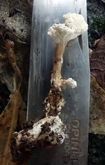 Cordyceps sinclairii