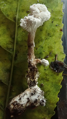 Cordyceps sinclairii