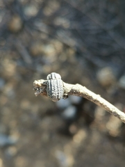 Trogidae